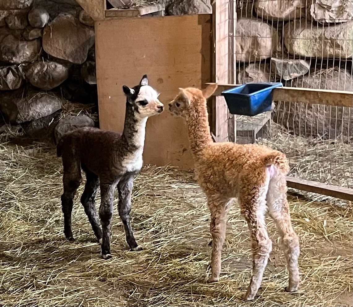 Baby alpacas in the barn